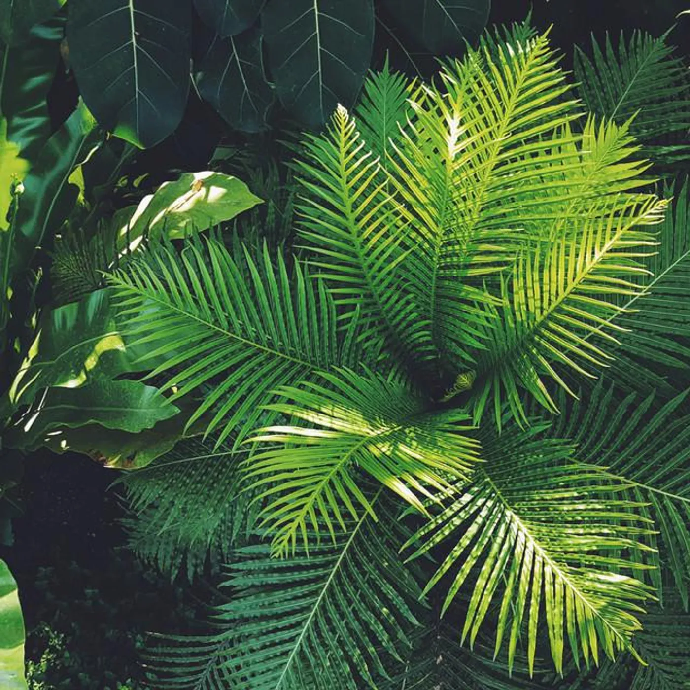 Organic Nature Sounds Brand Page