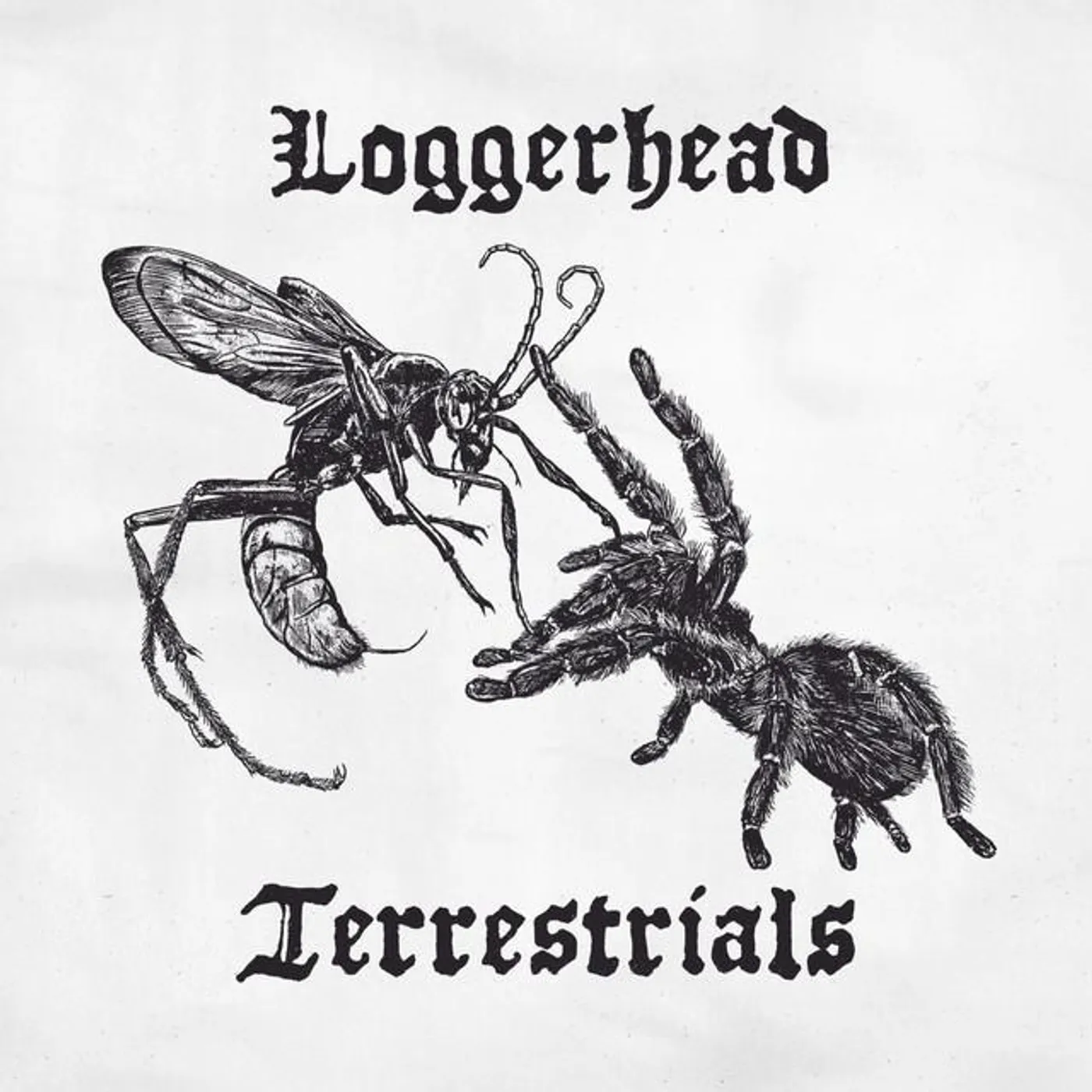 Loggerhead