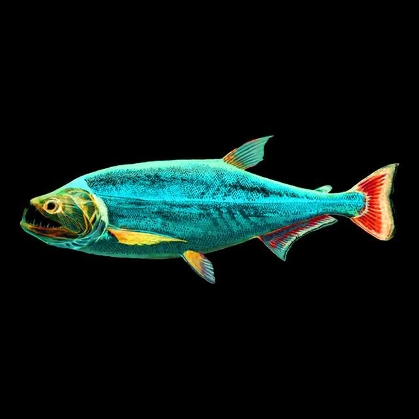 La Payara Brand Page