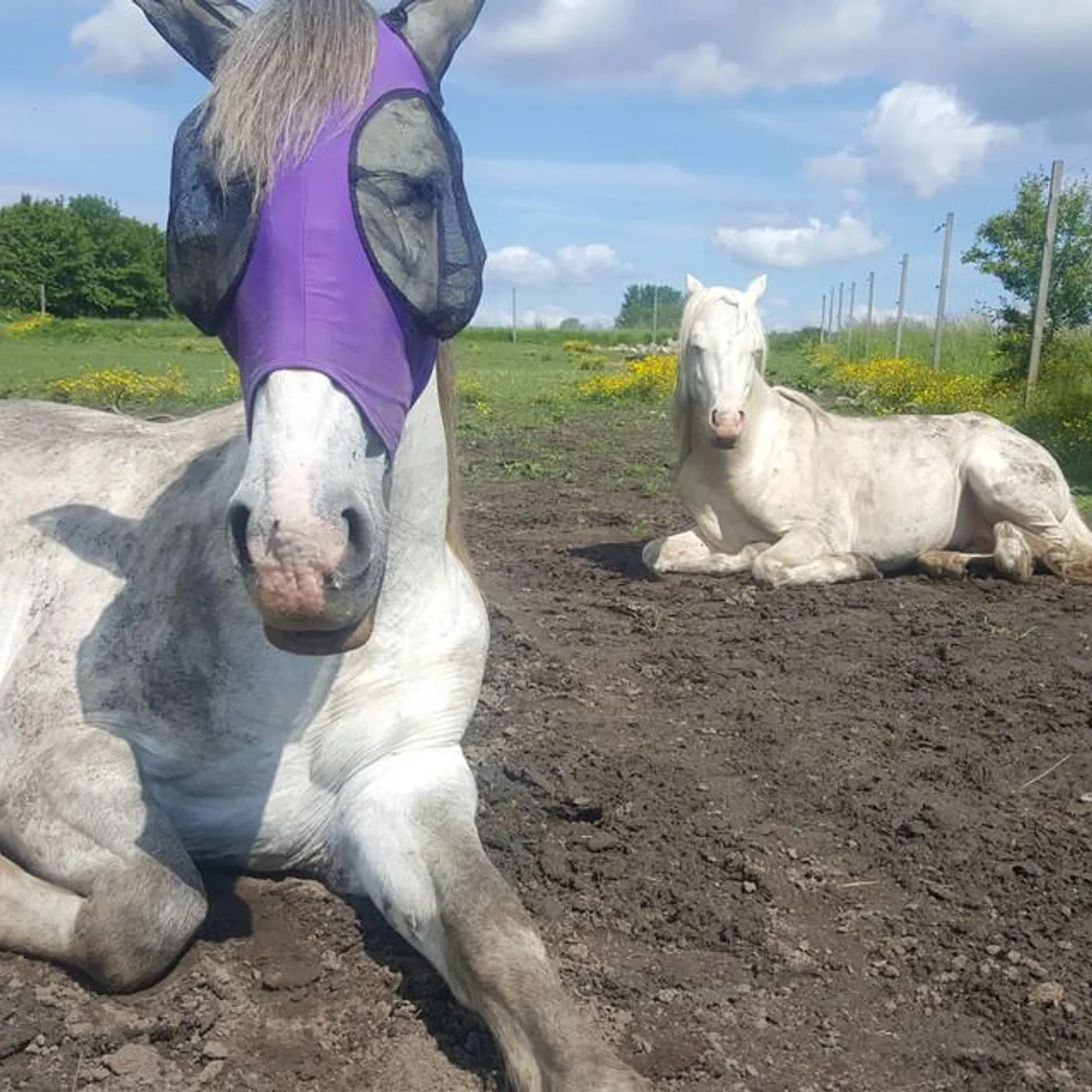 Langkilde Brand Page