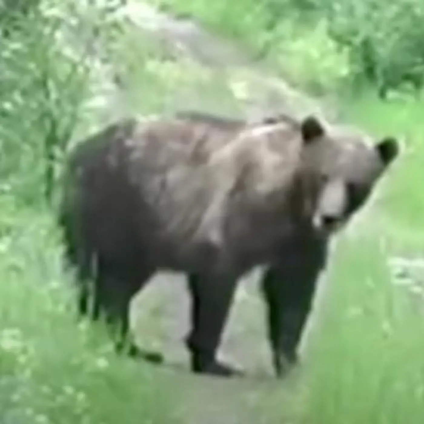 Lily & Horn Horse Brand Page