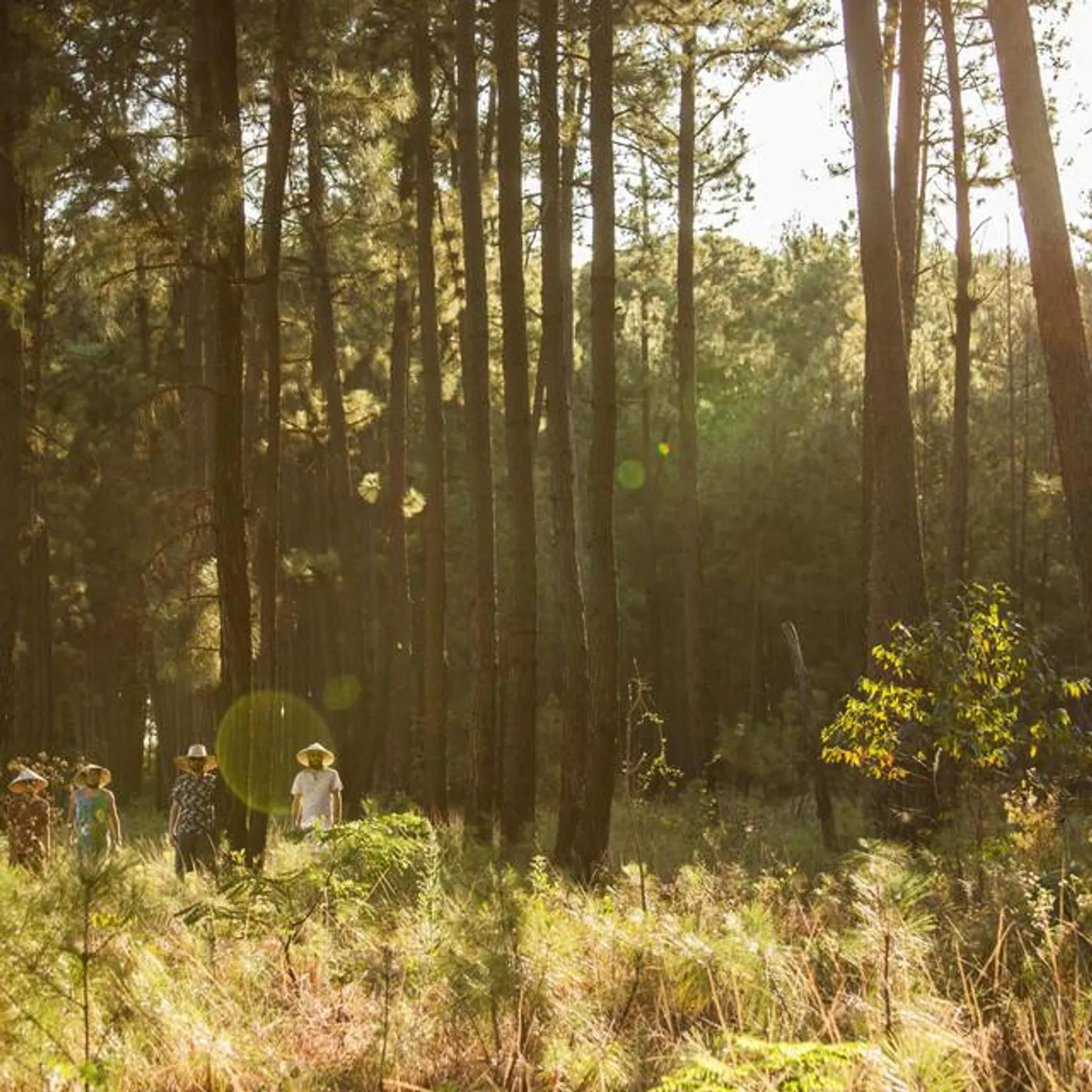 Lista de Lily Brand Page