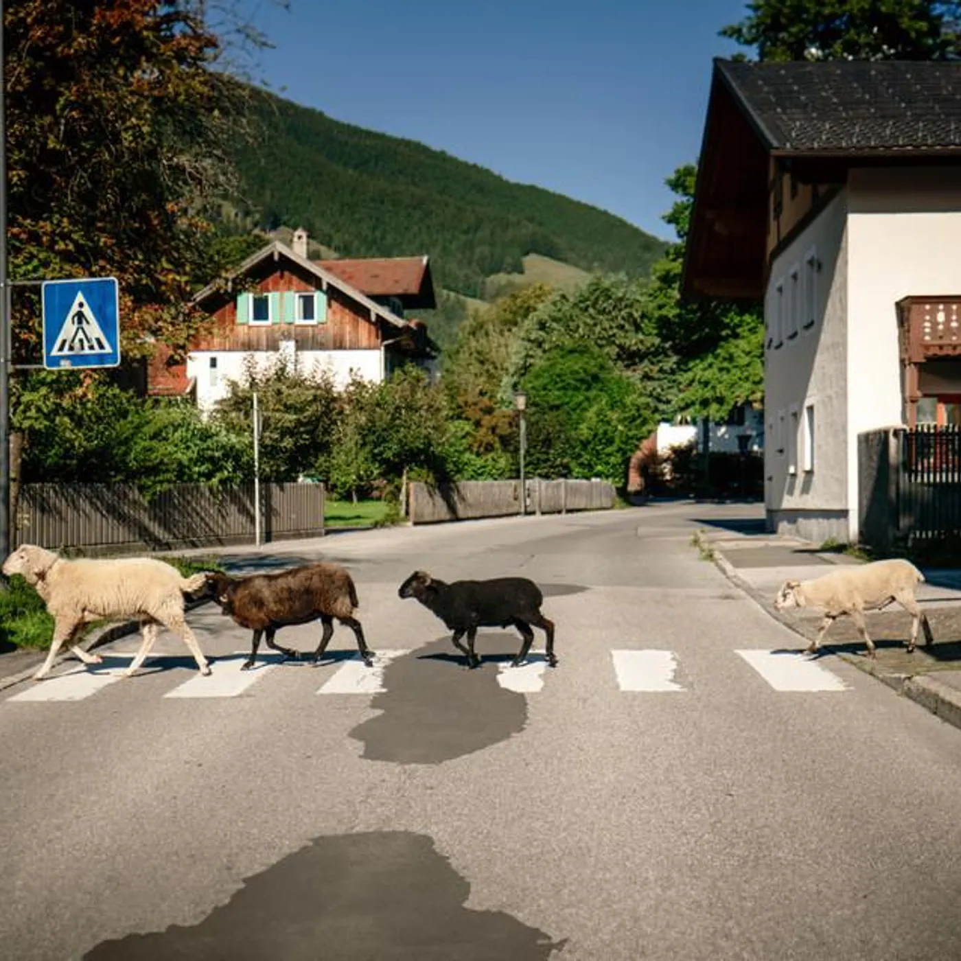 Maxi Pongratz Brand Page