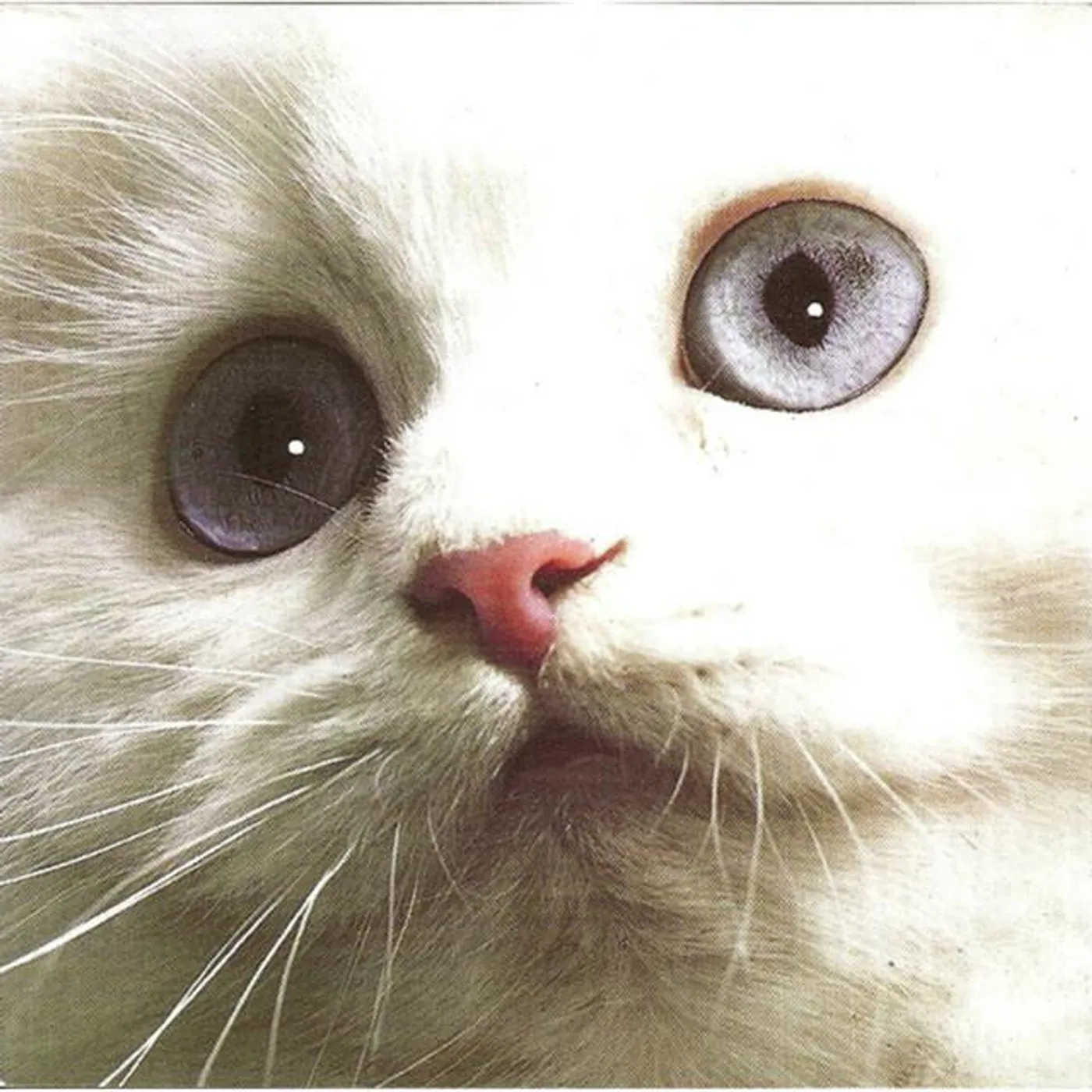 Misty Dixon Brand Page