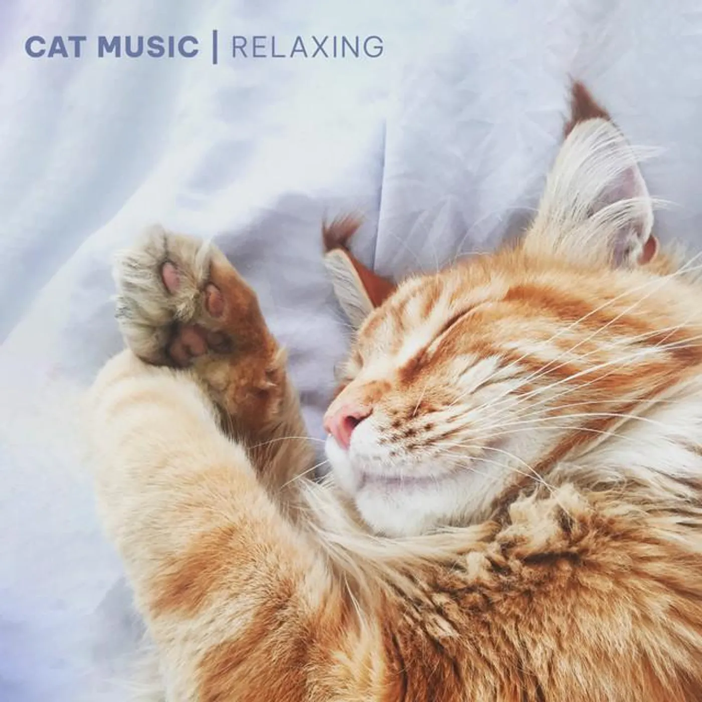 Music For Cats Brand Page