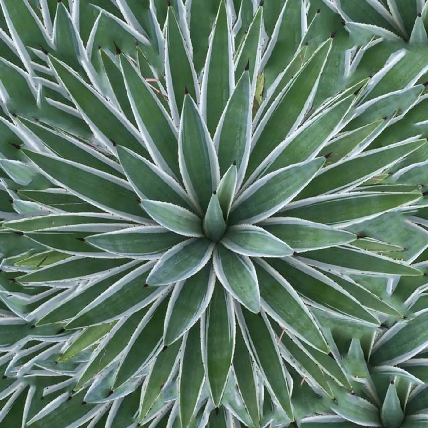 Natura Sabbia Brand Page