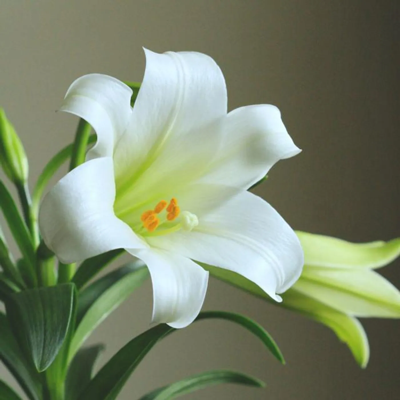 Natural Baby Sleep Aid Academy