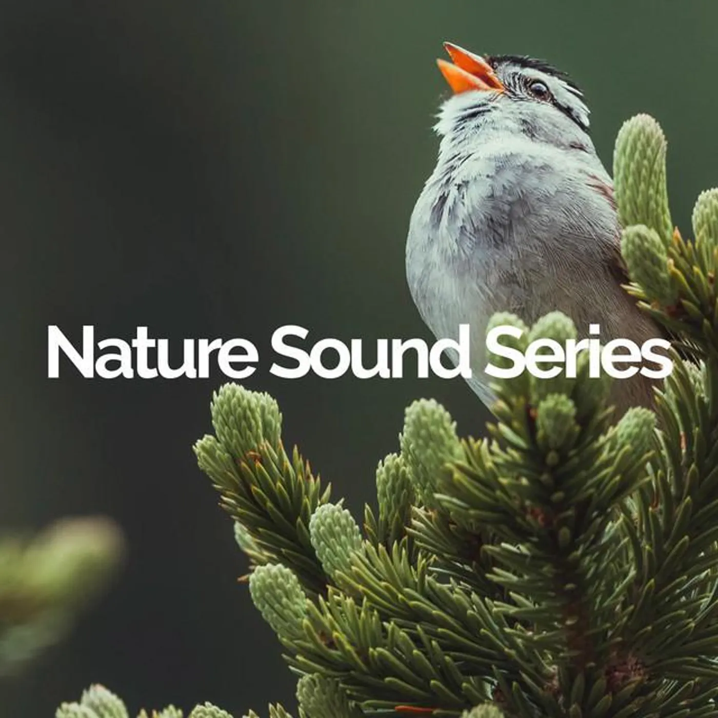 Nature Sound Series Brand Page