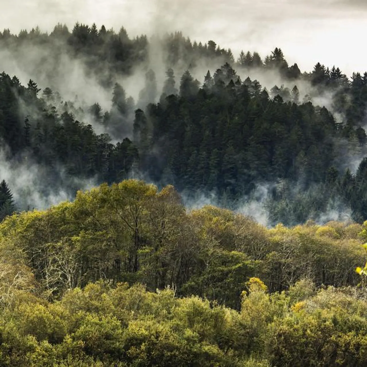 Nature Sounds Artists Brand Page