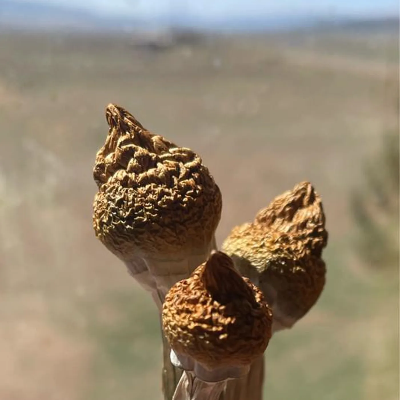 Nellie Pearl Brand Page