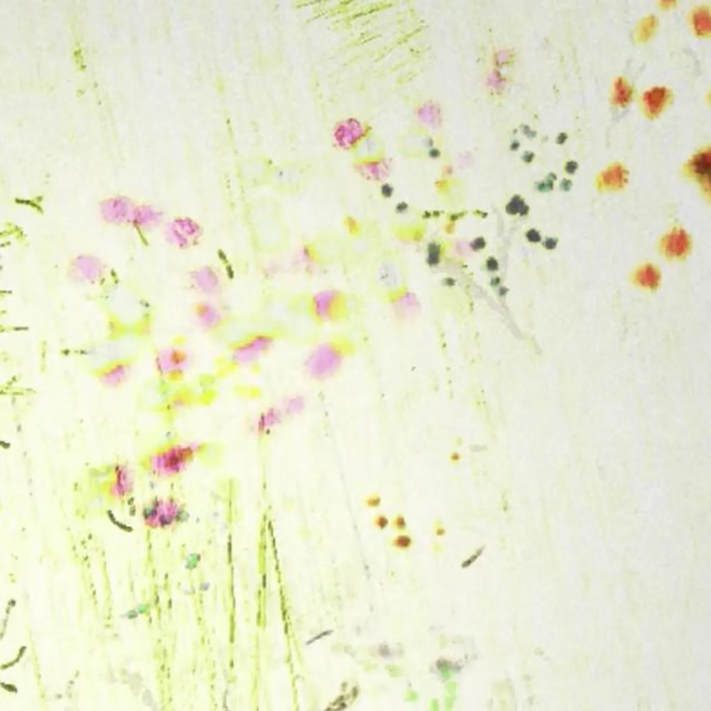 Sawako Kato Brand Page