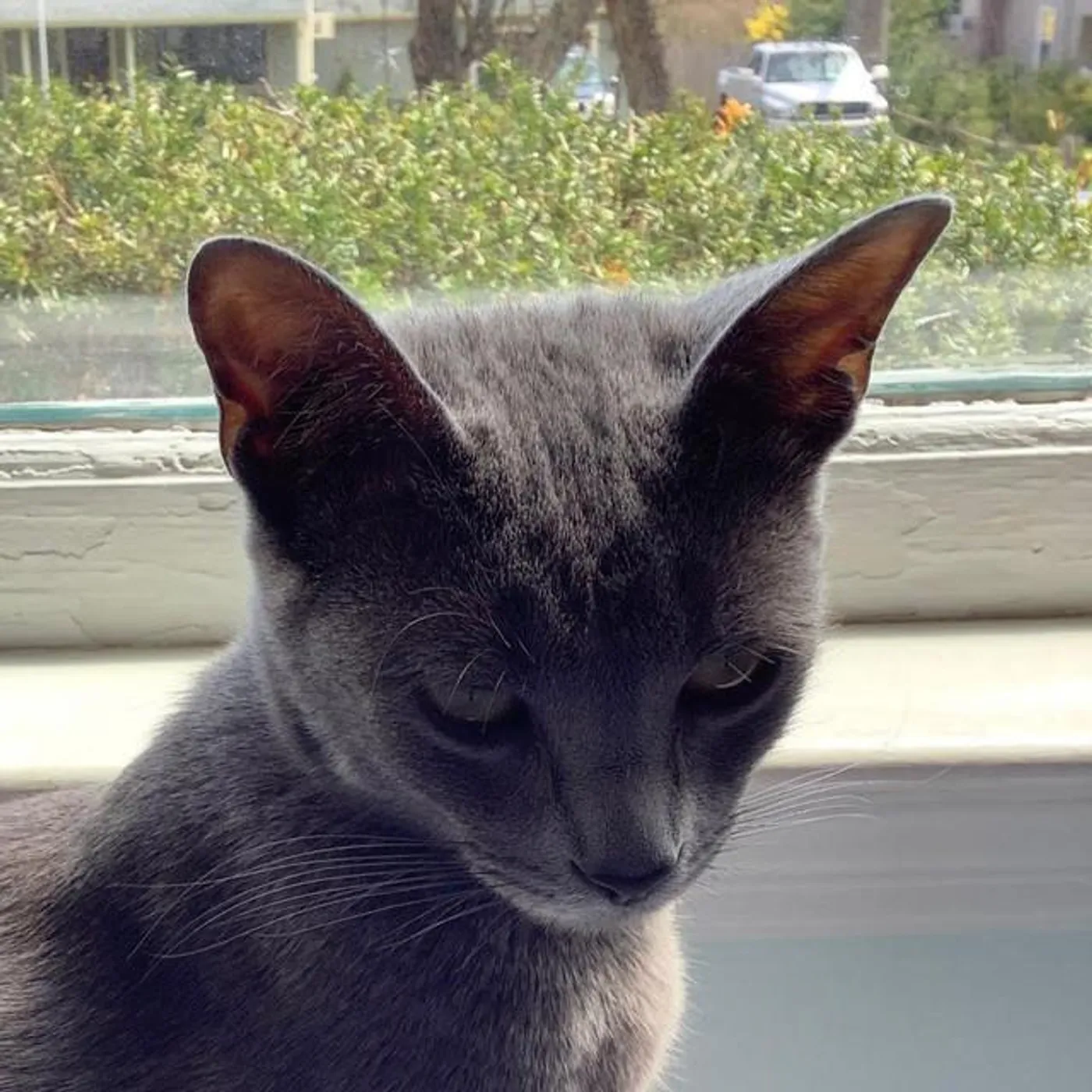 Sad Toy Cats Brand Page