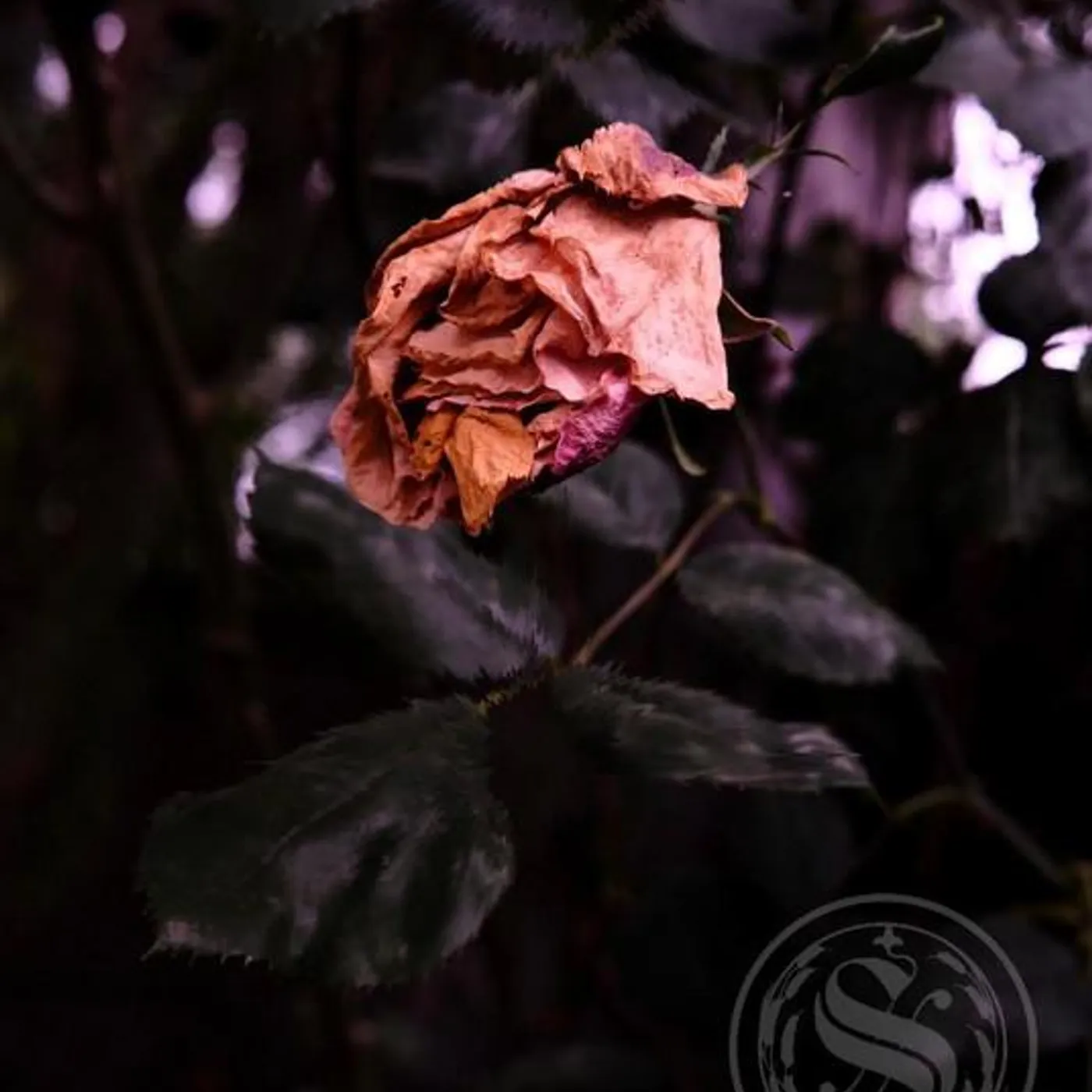 Seditionist Brand Page