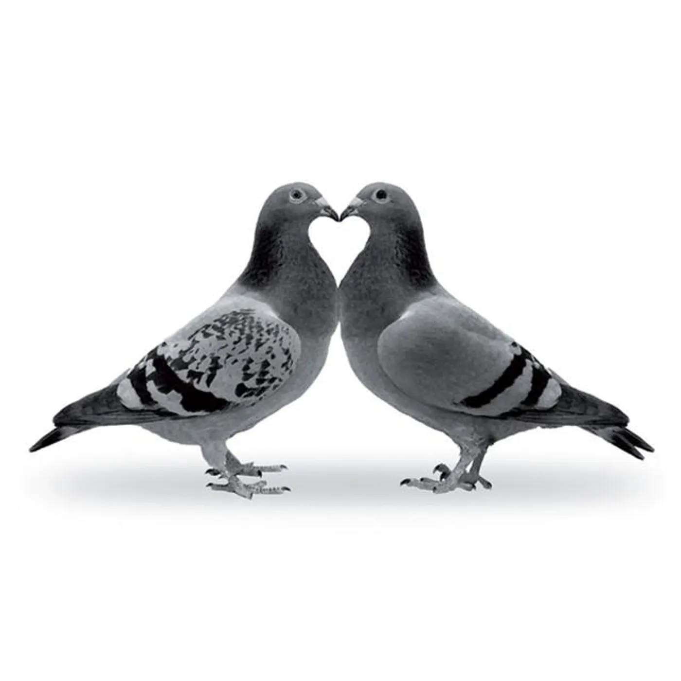 Shaderwan Code Brand Page