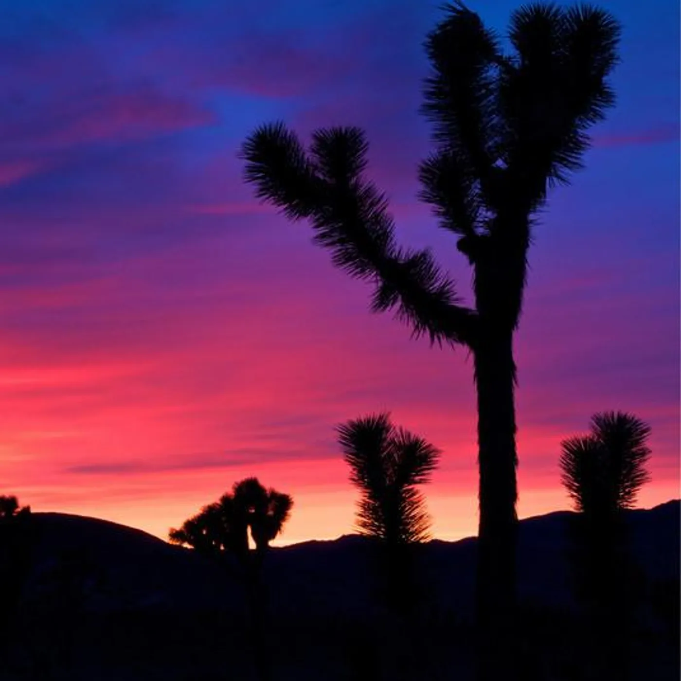 Skye Lewin Brand Page