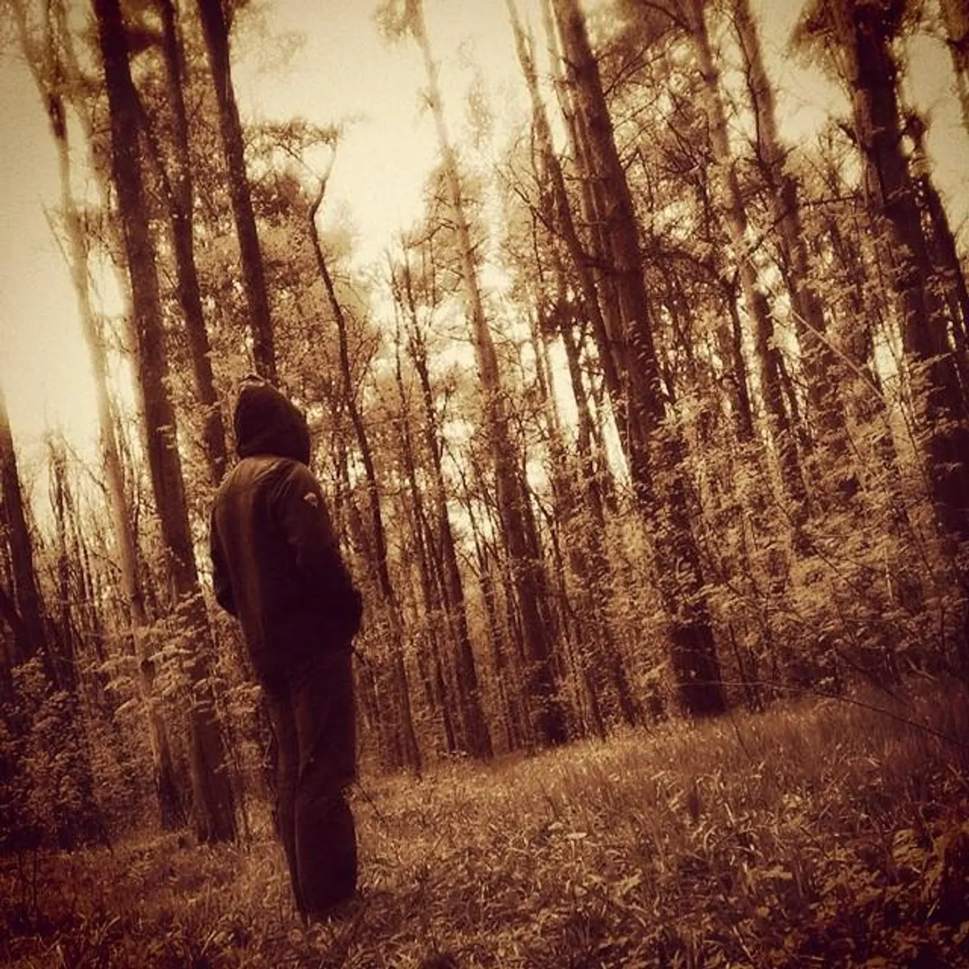 Skyforest Brand Page