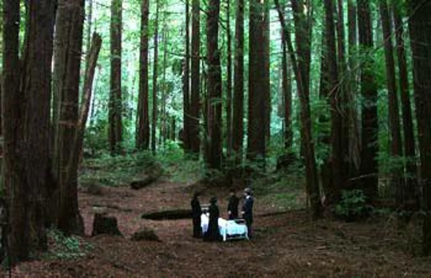 Sleepytime Gorilla Museum