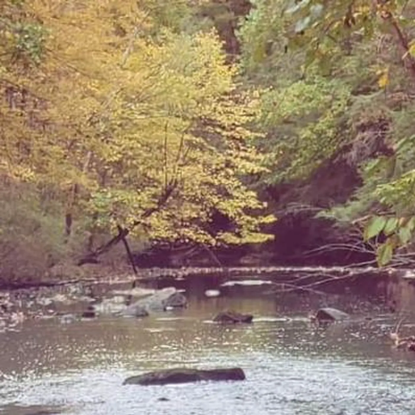 Steve Pappas Brand Page