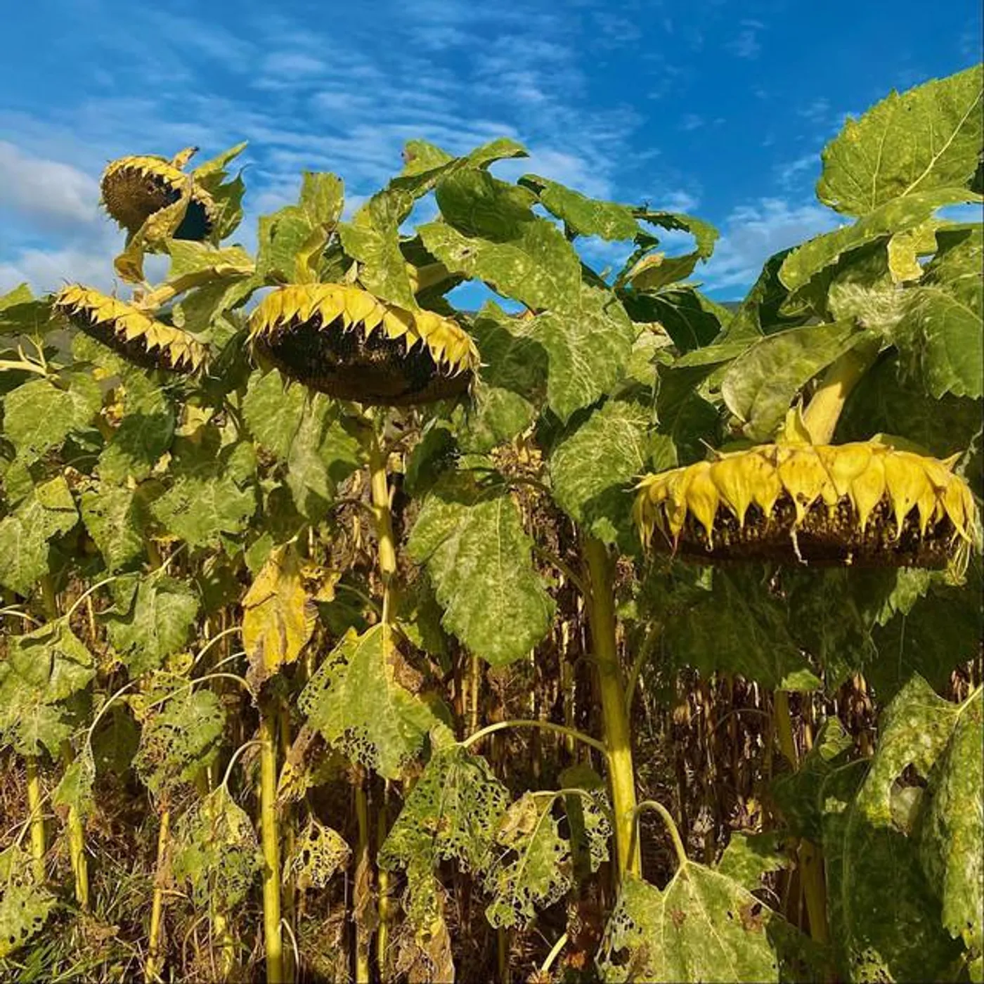 Sunday State Brand Page