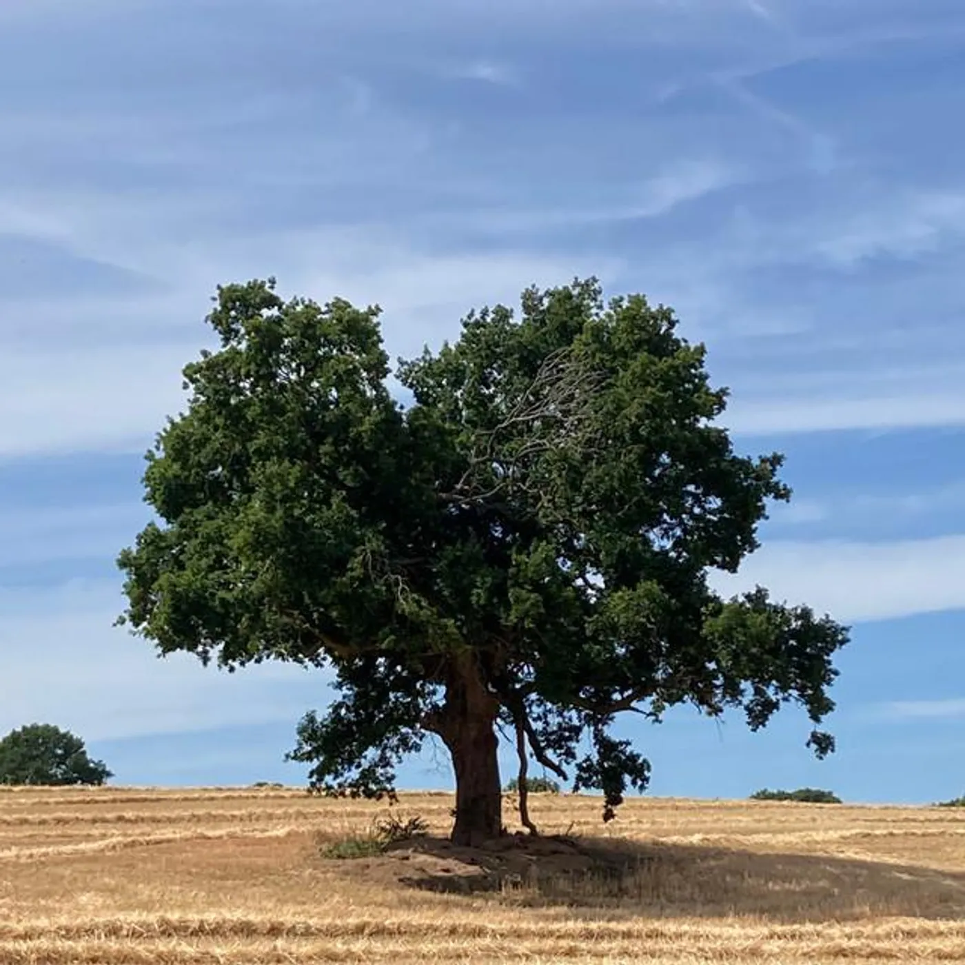 Perfume Tree Brand Page