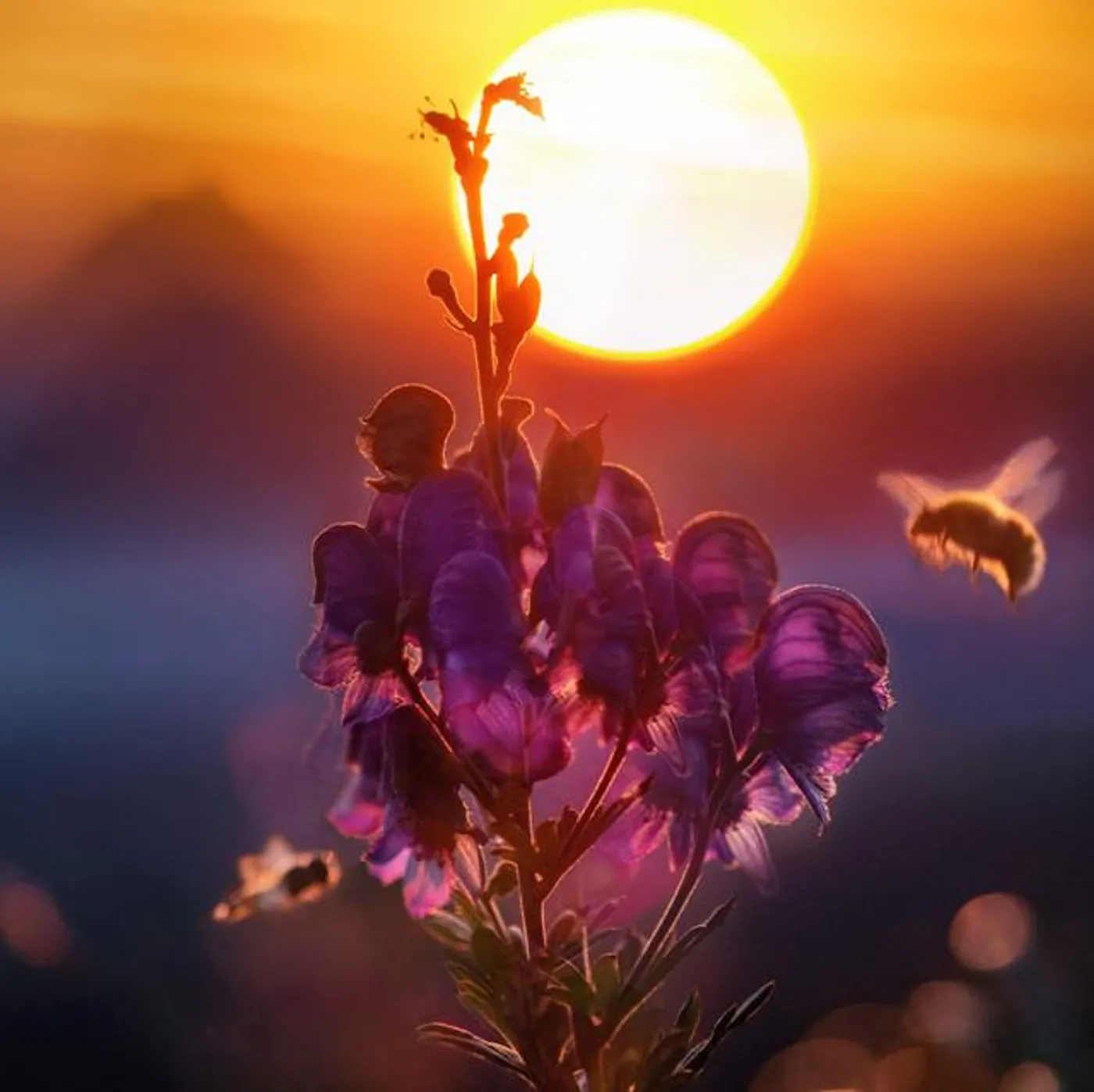 Picaflor De Los Andes