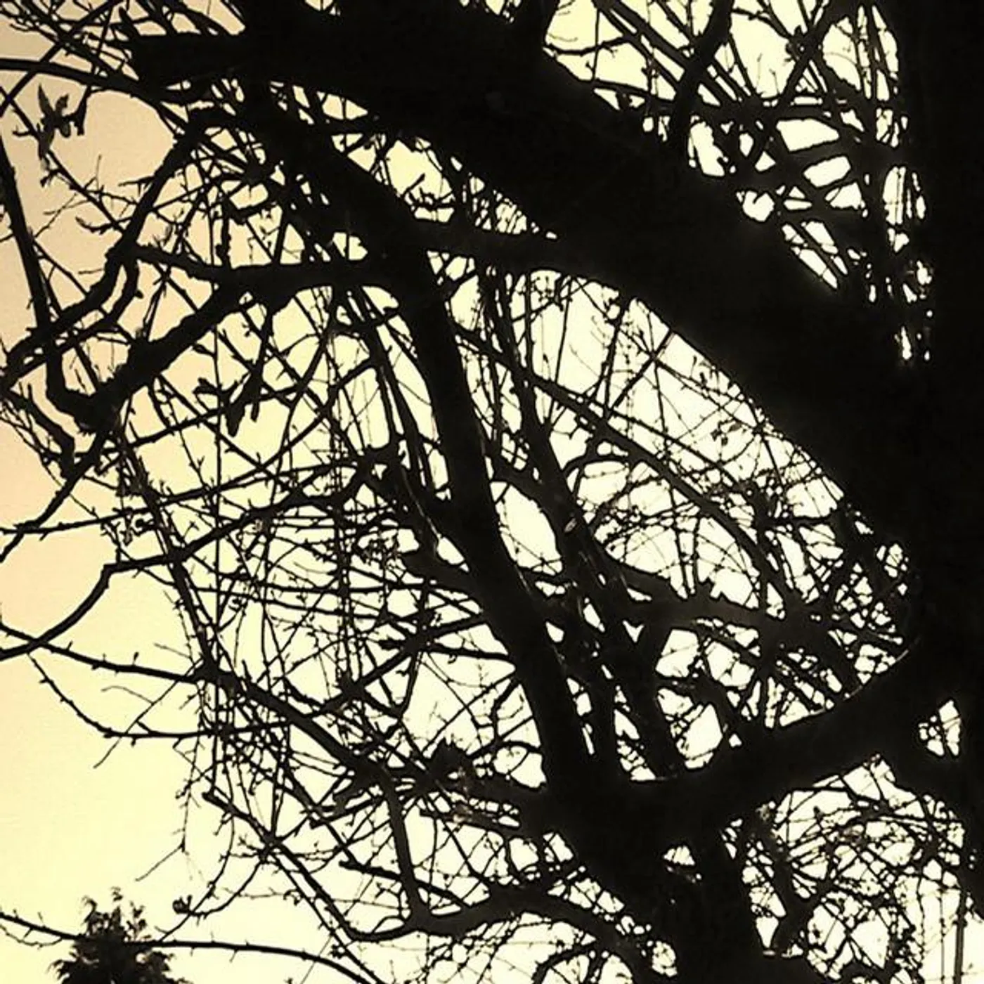 Reverend Johnson Brand Page