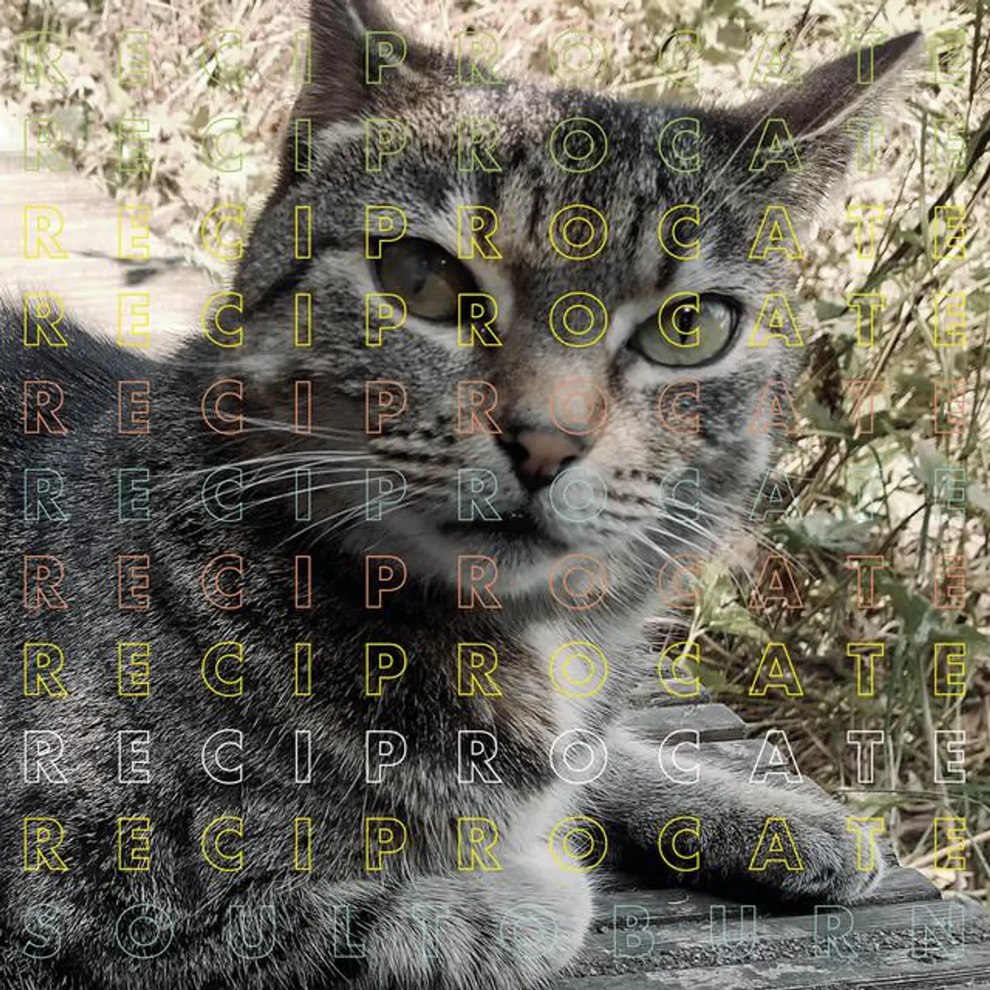 Reciprocate Brand Page