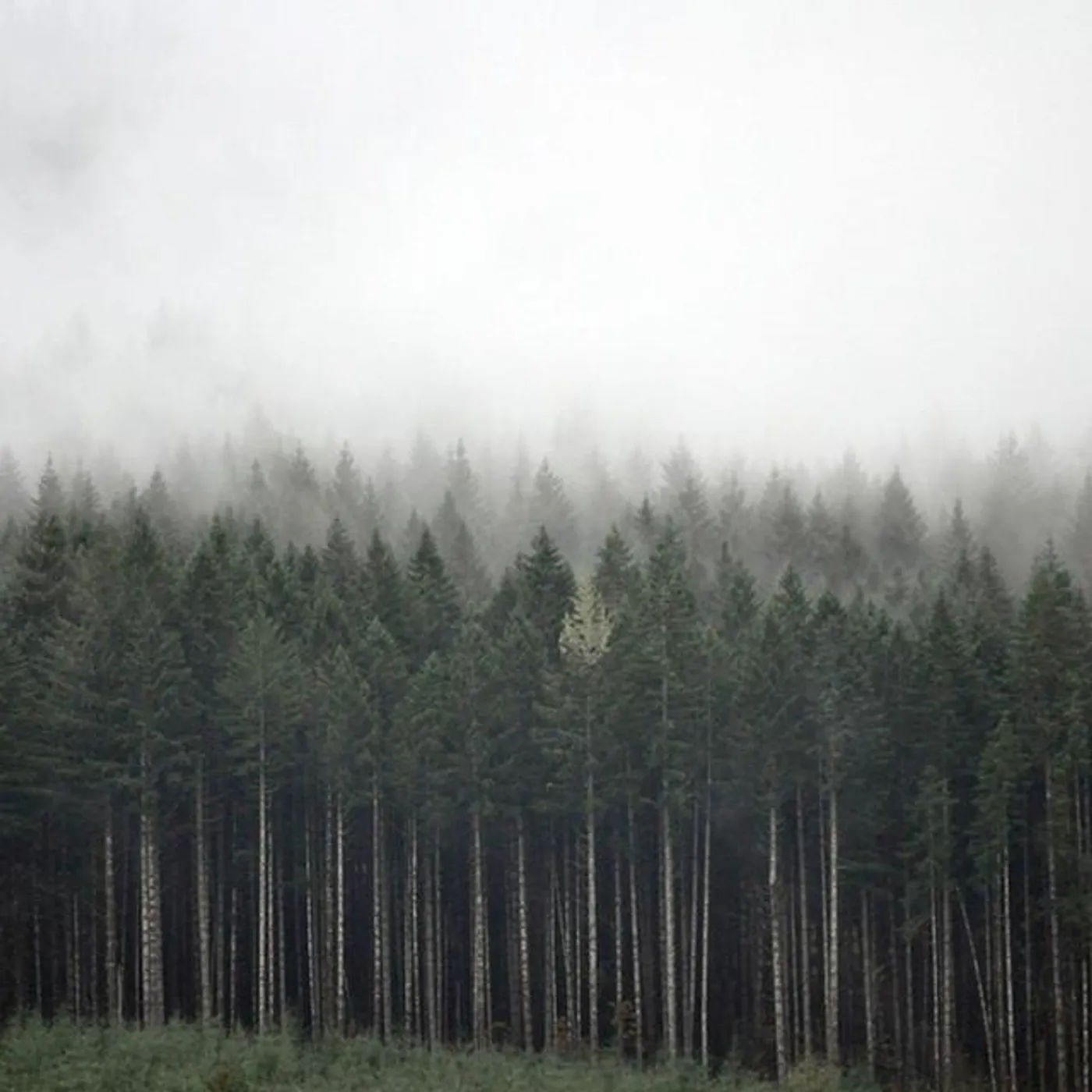 Wolf Krew Brand Page