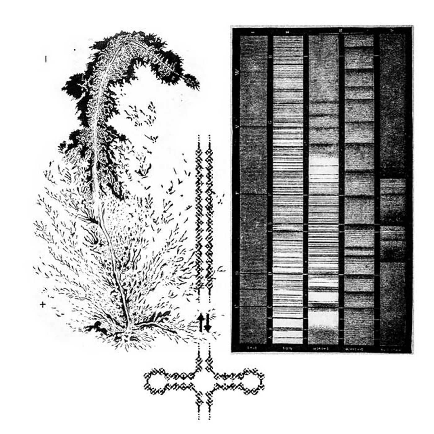 Wang Inc. Brand Page