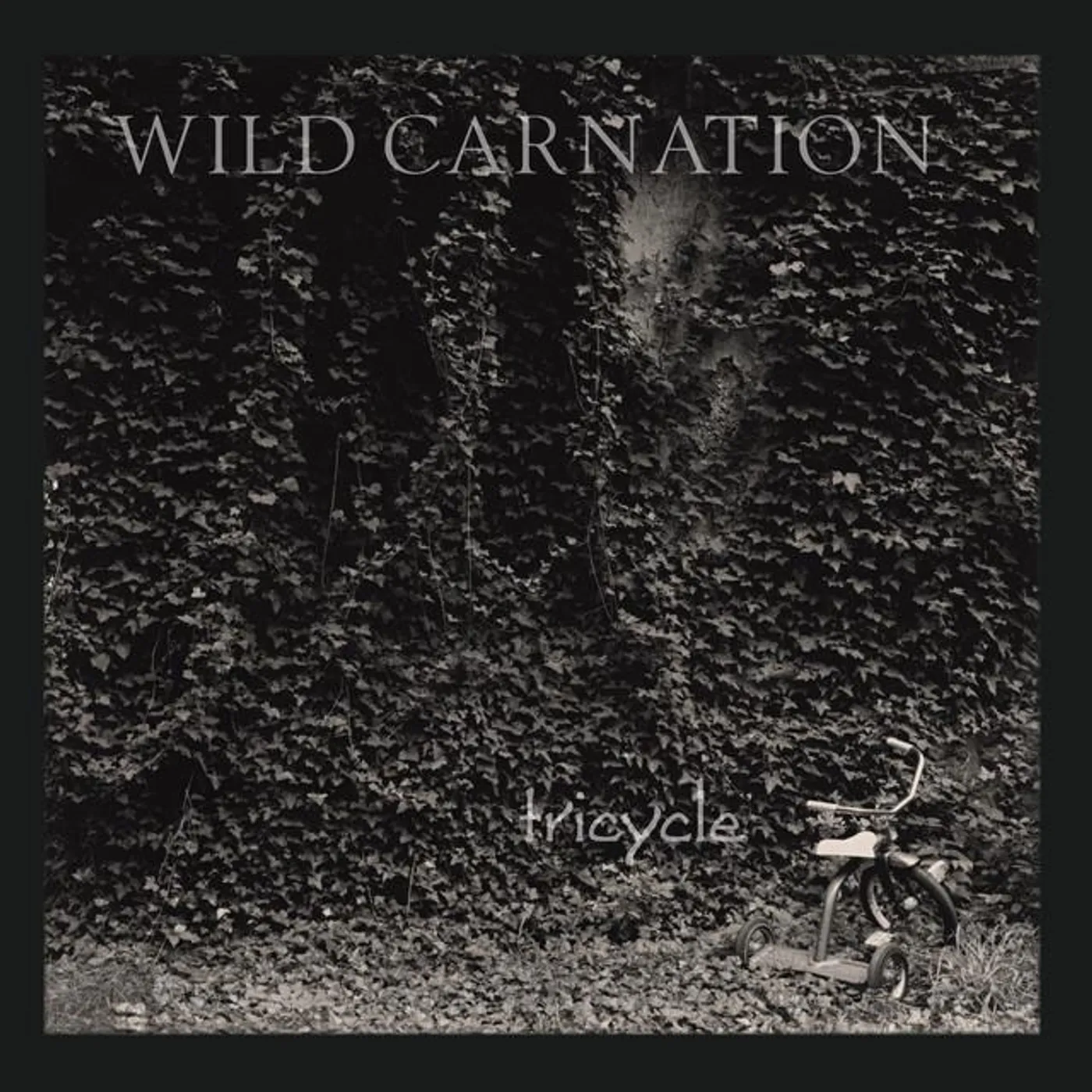 Wild Carnation Brand Page