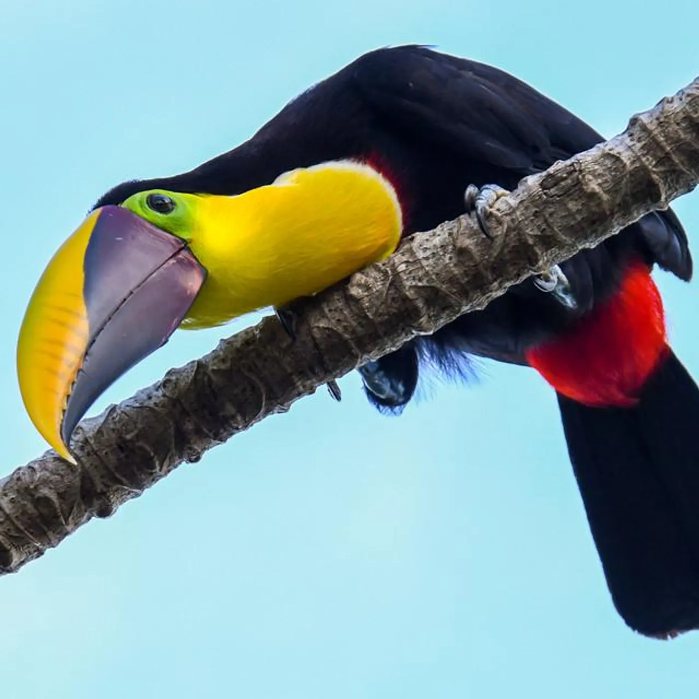 Wildtones Nature Sounds