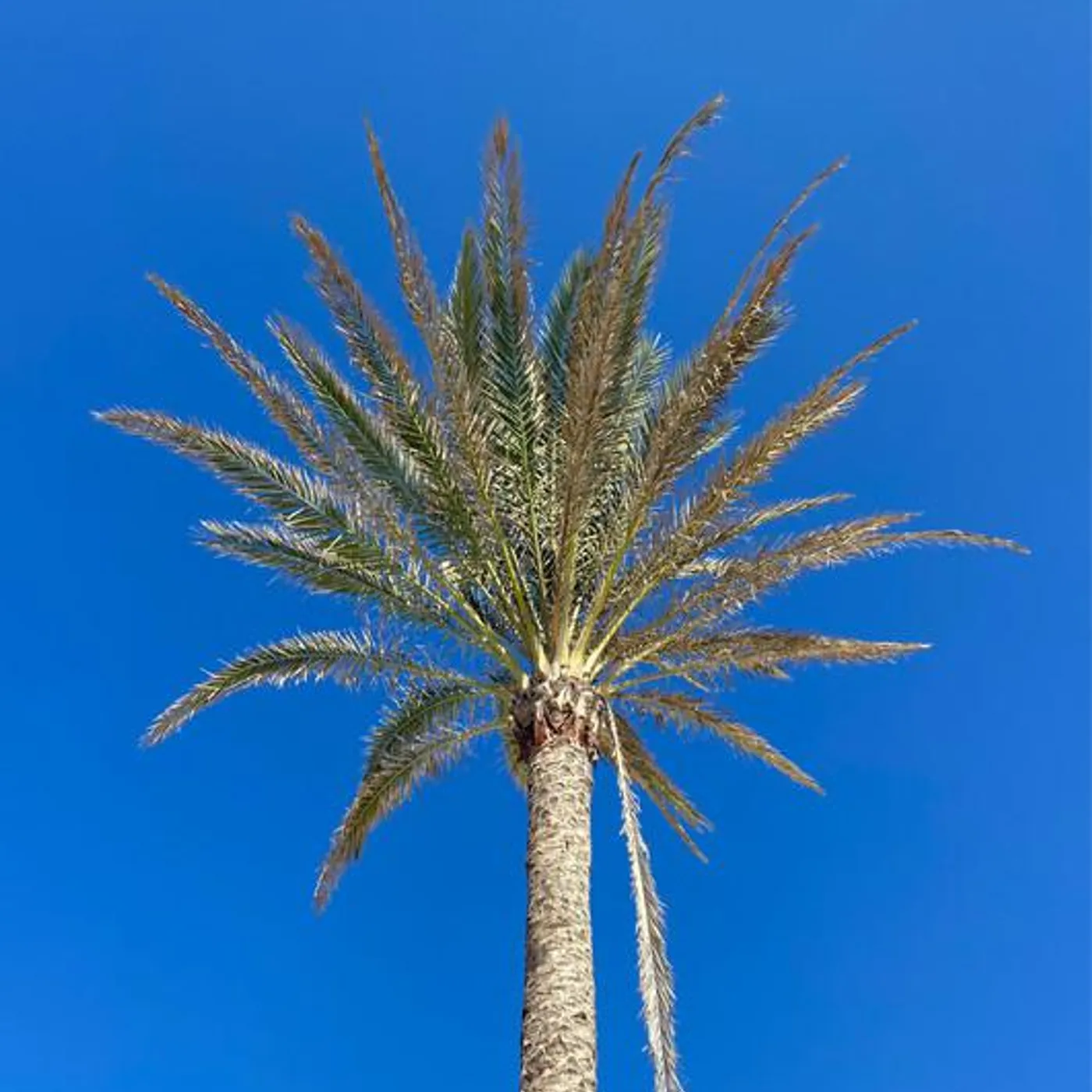 Willie Graff Brand Page