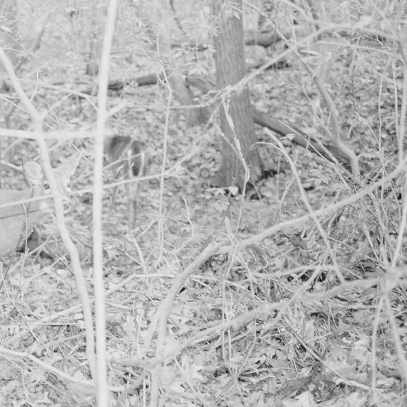 Tongue Depressor Brand Page