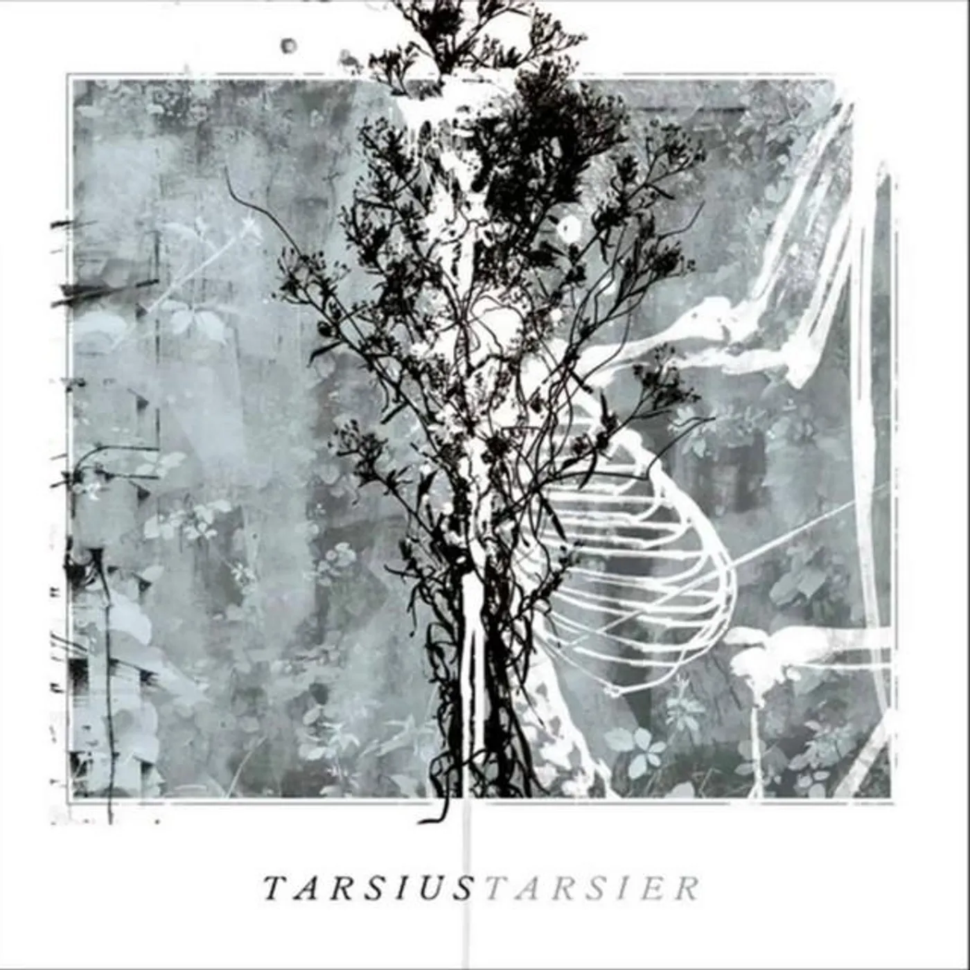 Tarsius tarsier Brand Page