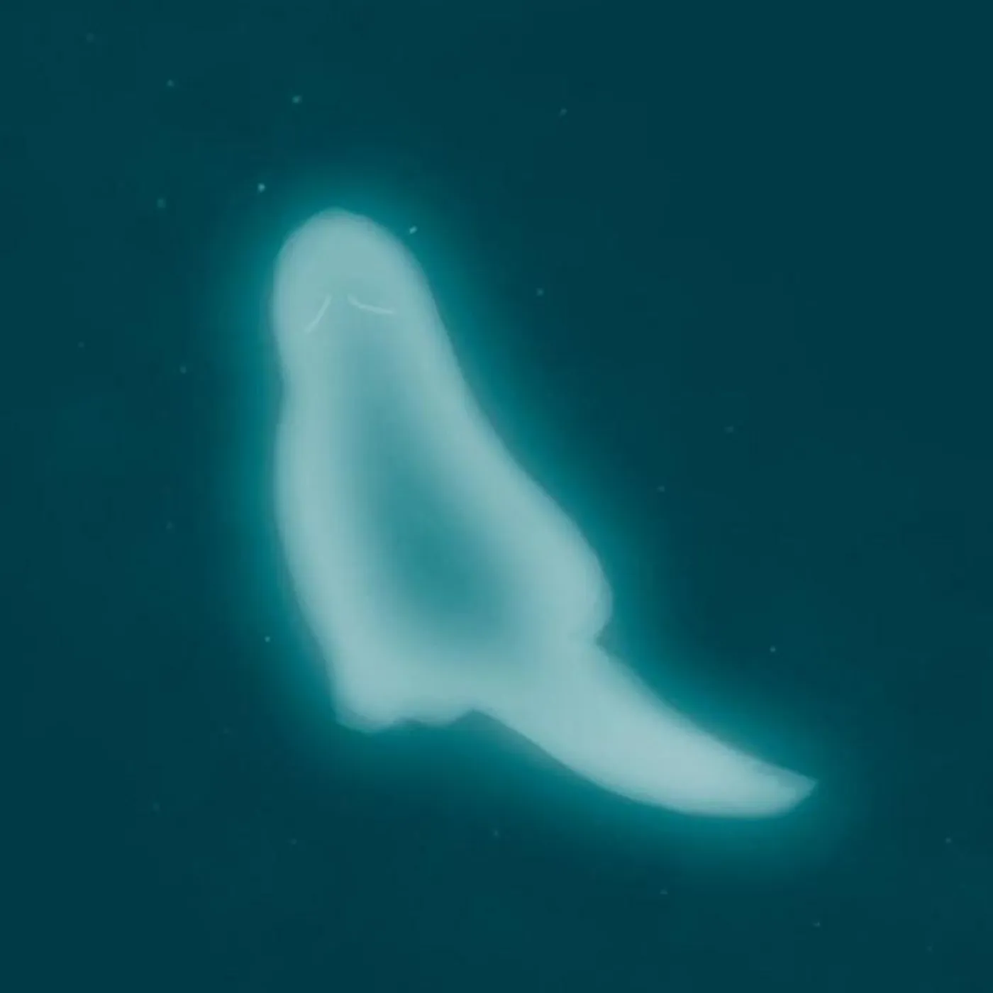 tearo, the ghost Brand Page