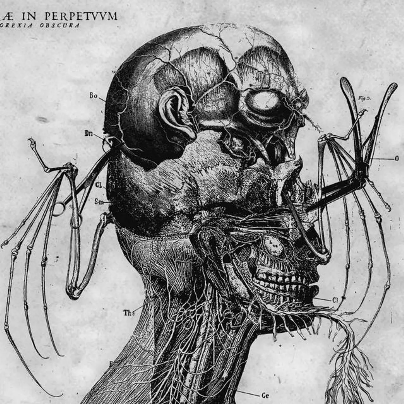 Tenebrae In Perpetuum Brand Page