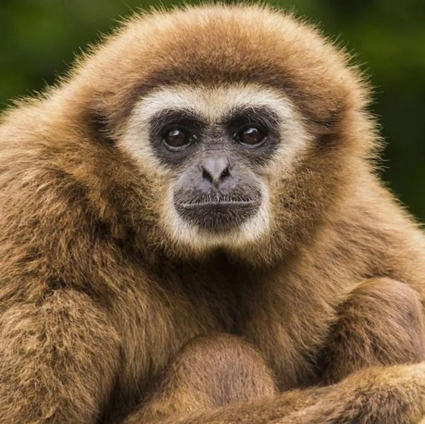 The Affect Heuristic