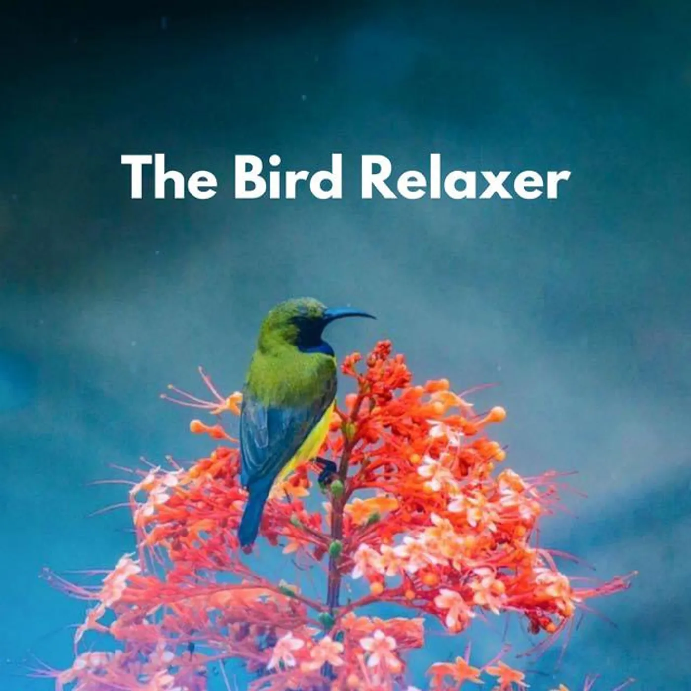 The Bird Relaxer Brand Page