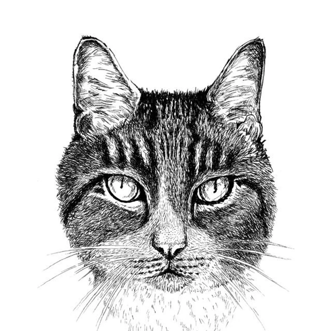 The Planes Brand Page