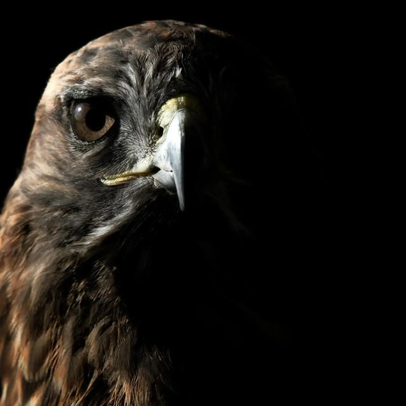 The Raptor Trail Brand Page