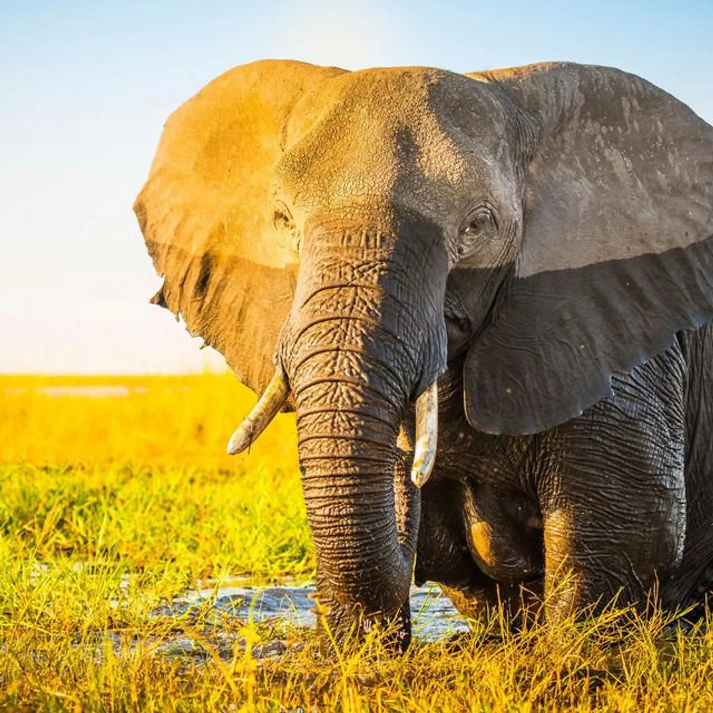 The Real Animal relaxer Brand Page