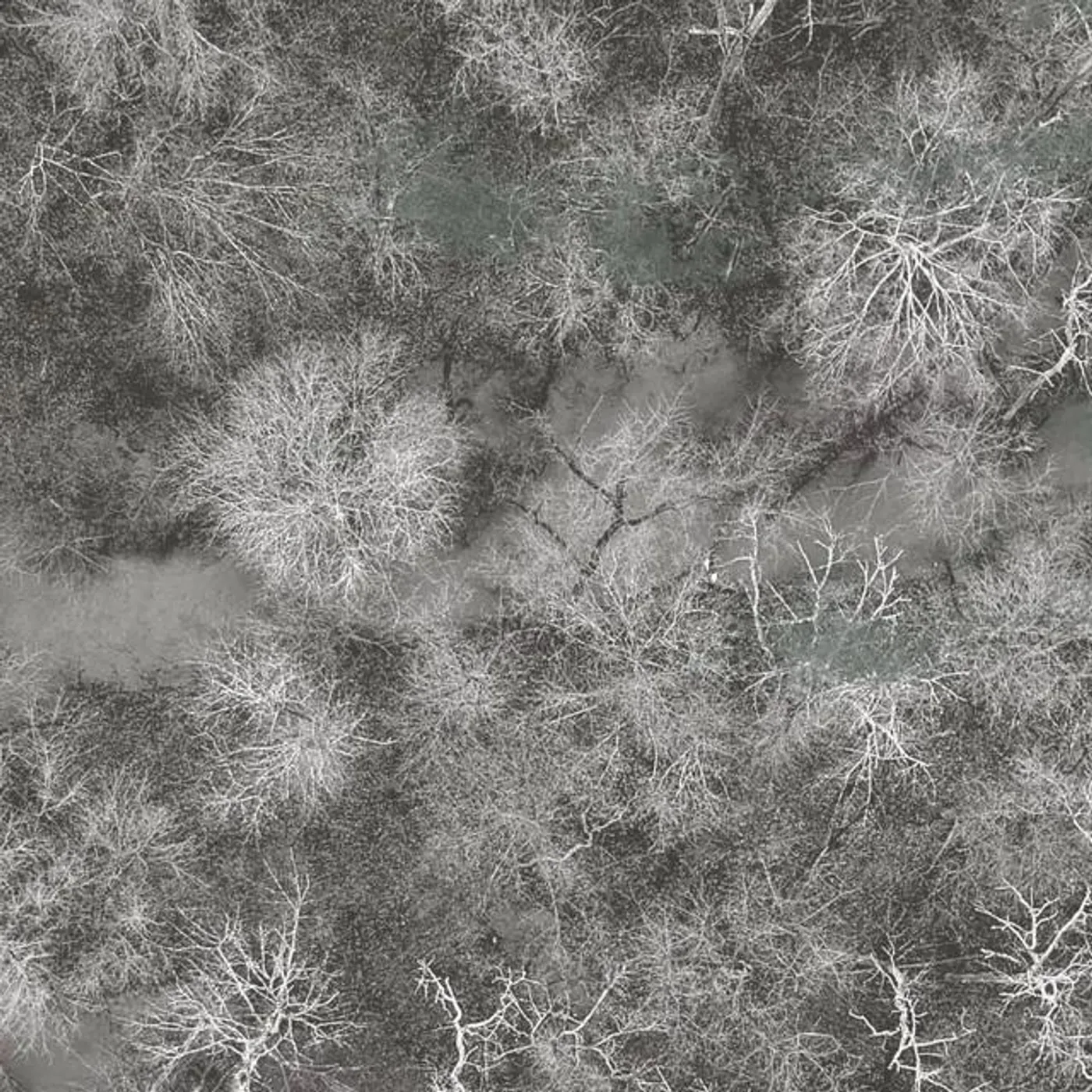 They Danced Like Programmed Angels Brand Page