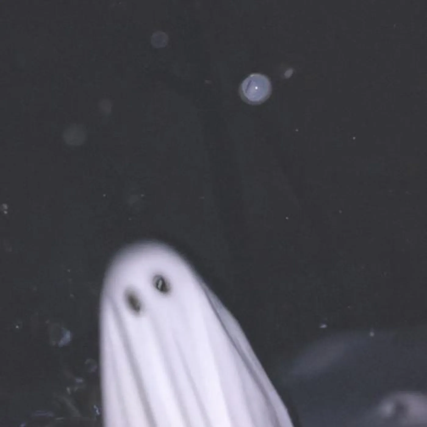 vhs ghost Brand Page