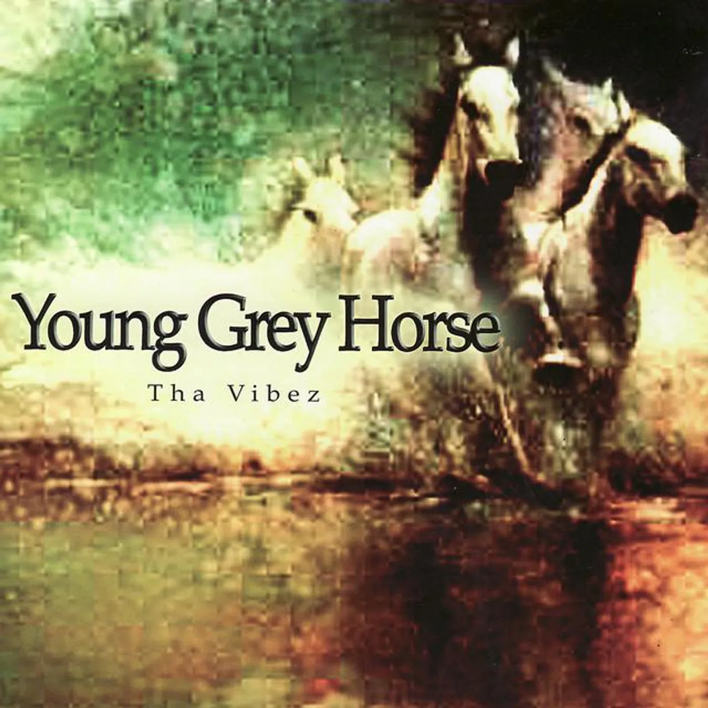 Young Grey Horse