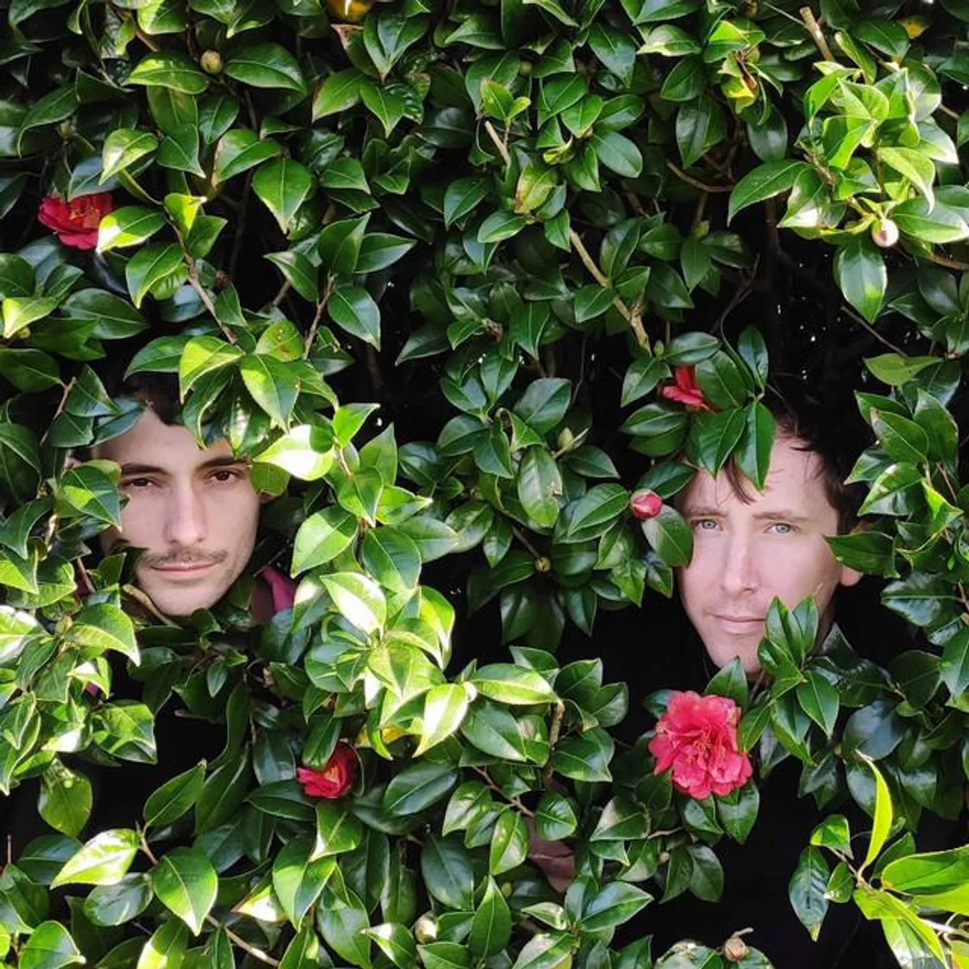 Zebra Centauri Brand Page