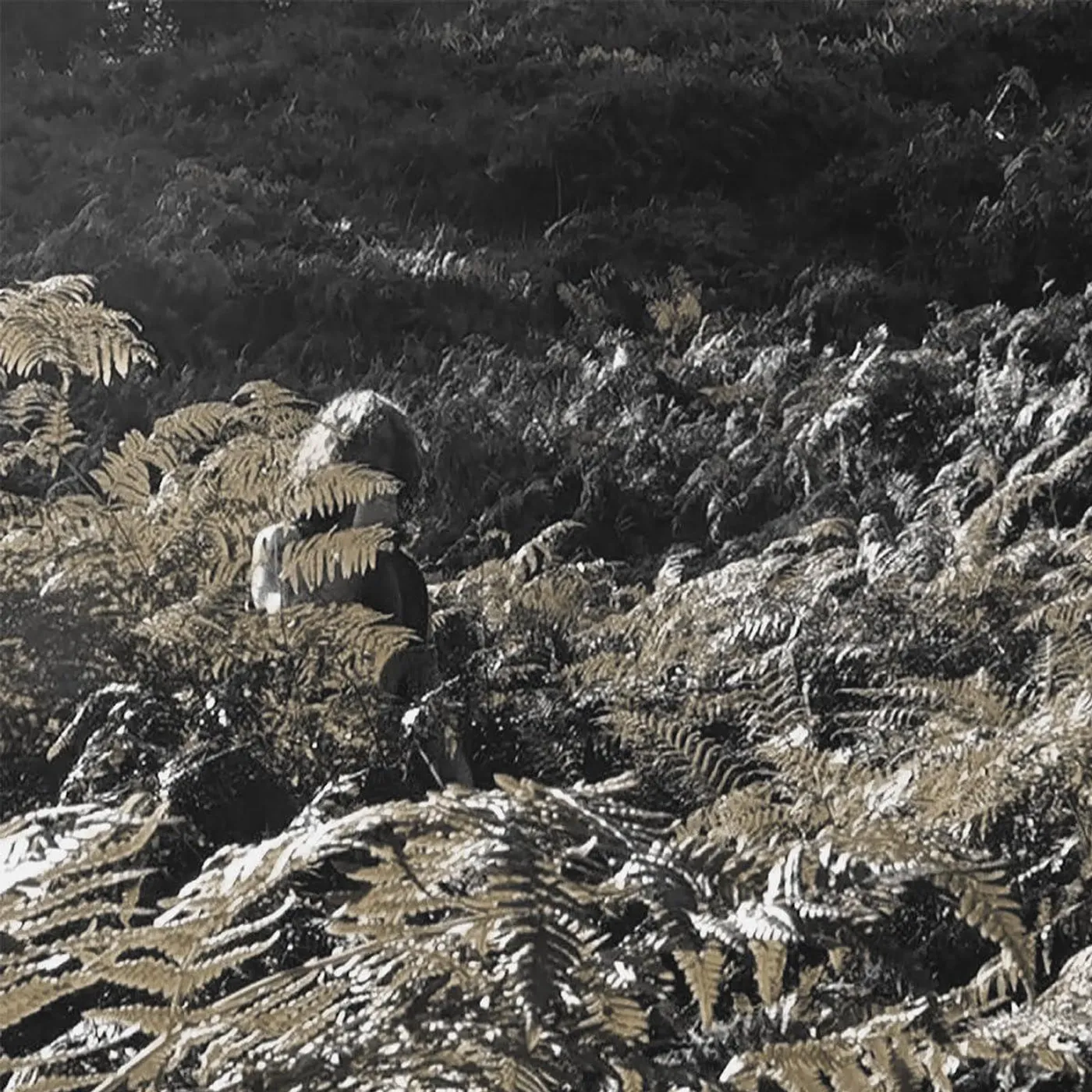 Apostille Prisoners Of Love And Hate Vinyl Record