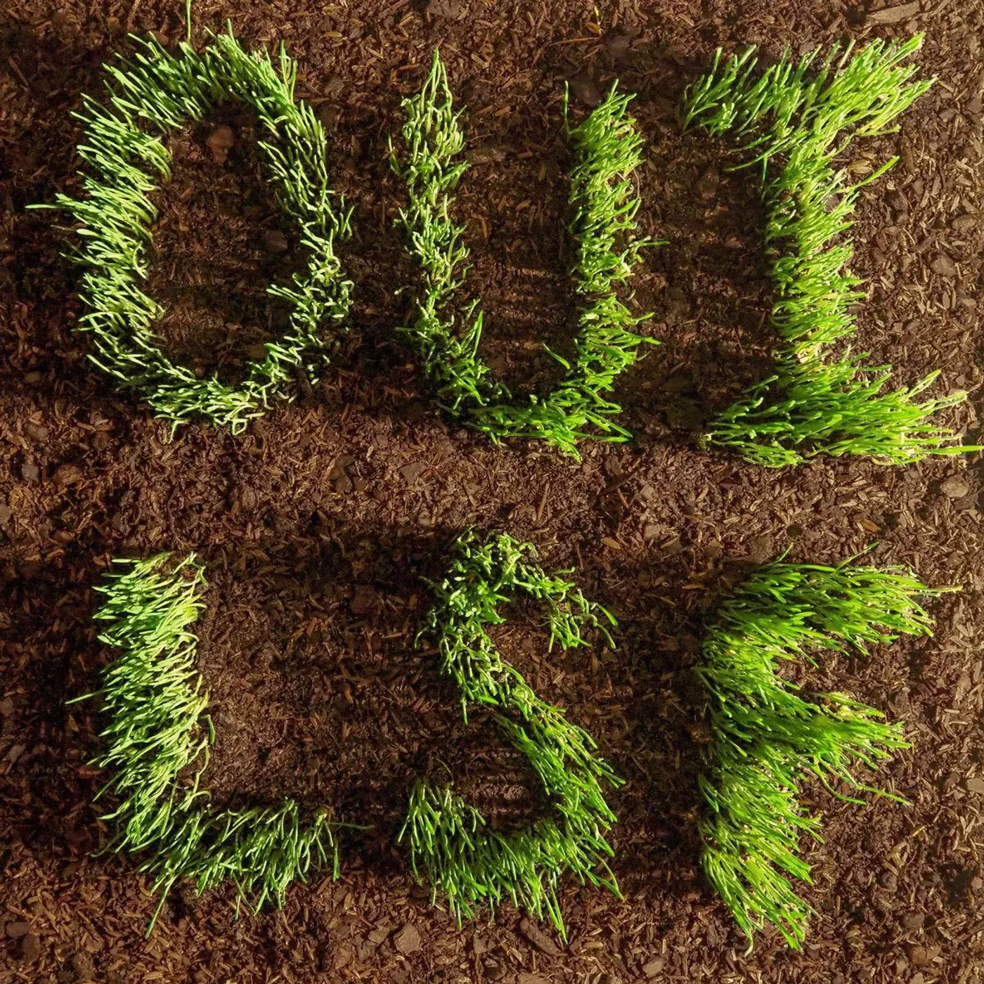 Les Savy Fav Oui, Lsf ( Opaque Evergreen) Vinyl Record