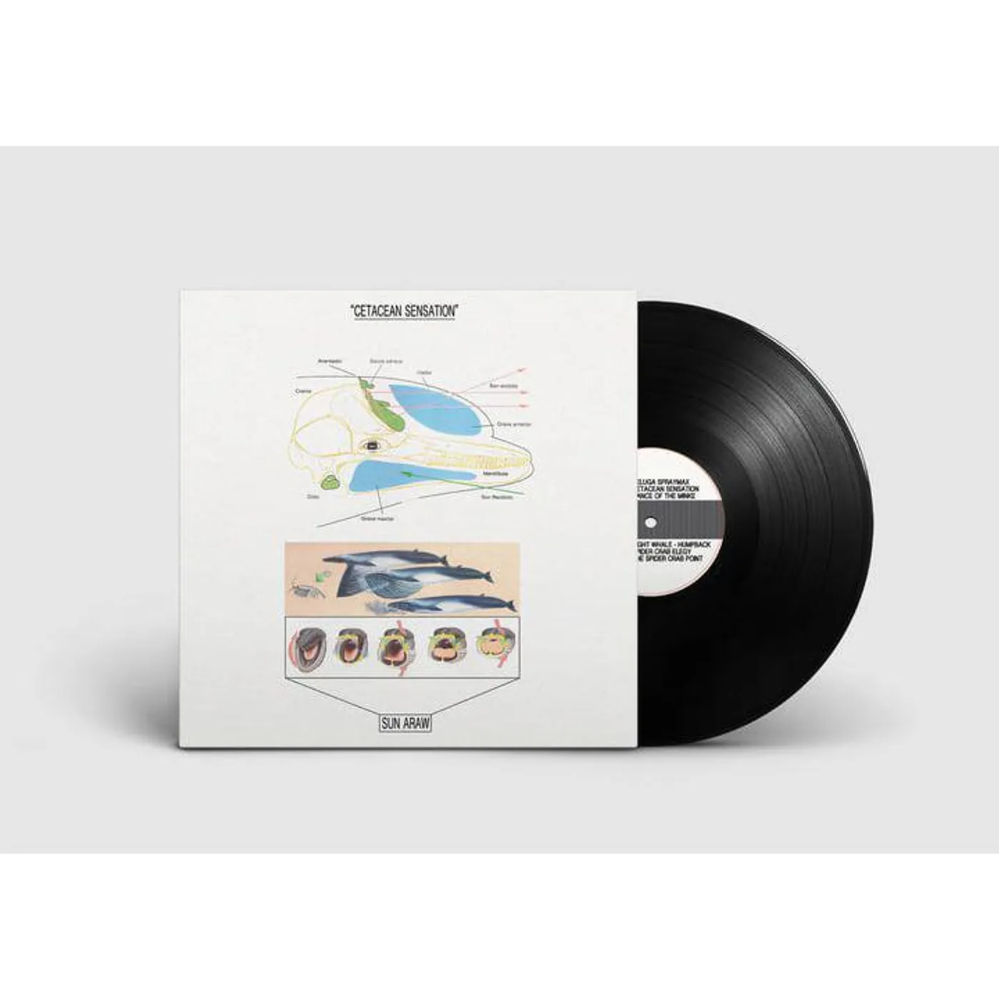 Sun Araw CETACEAN SENSATION Vinyl Record