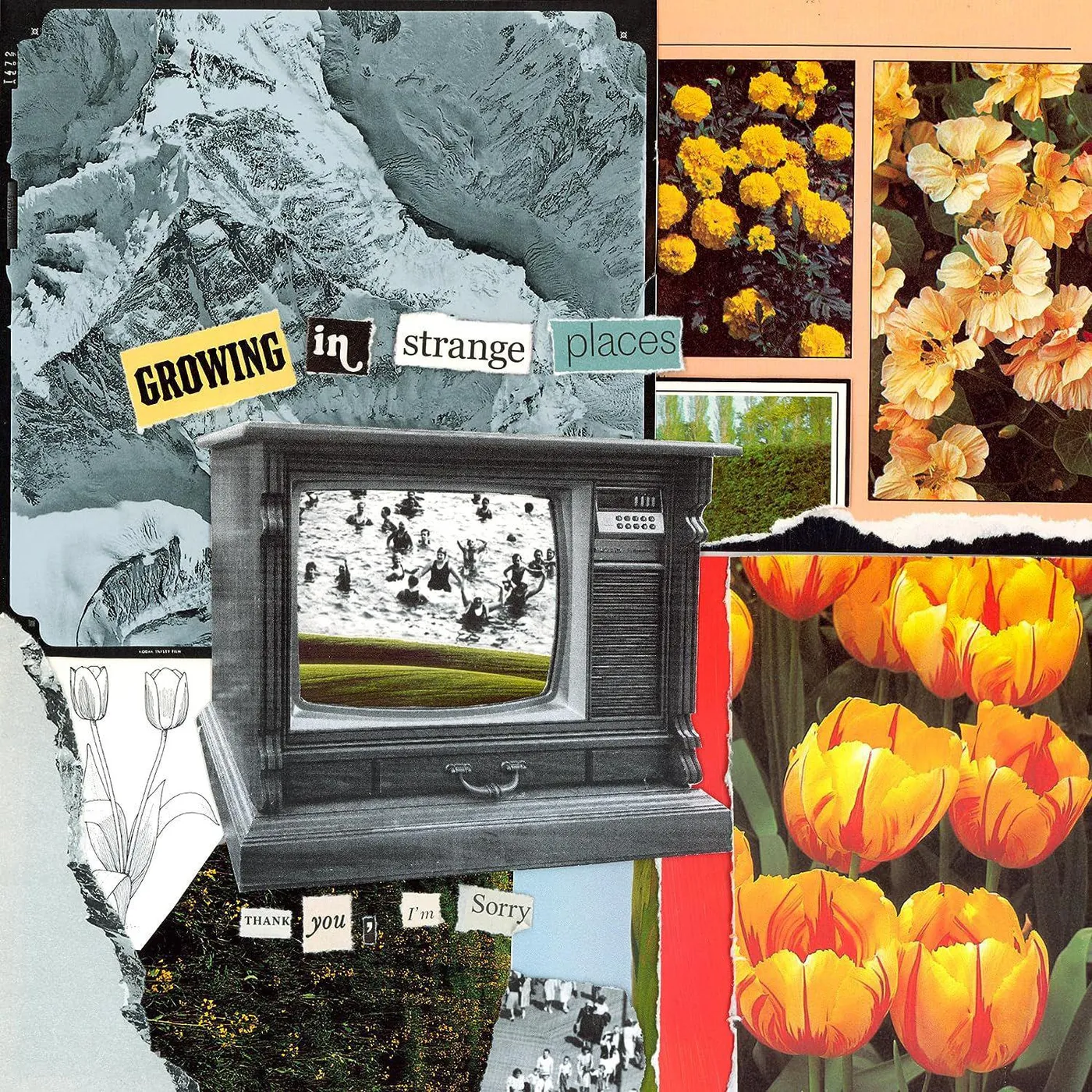 Thank You, I'm Sorry Growing In Strange Places (Orange Crush) Vinyl Record