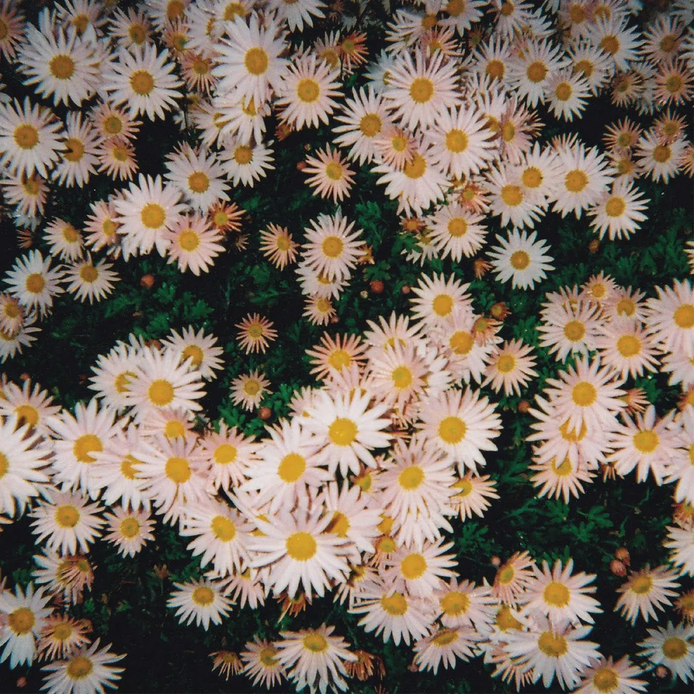  Bad Bad Hats S/T Vinyl Record